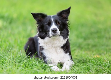 Adorable Border collie dog wink in the green - Shutterstock ID 2221904031