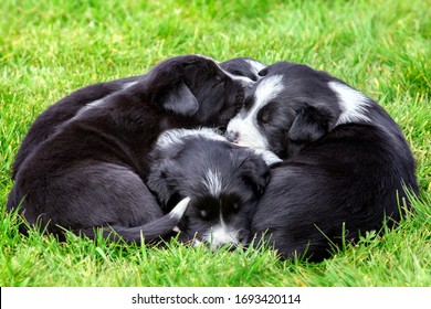 Adorable border collie puppies lying in a puppy pile outside on grass - Powered by Shutterstock