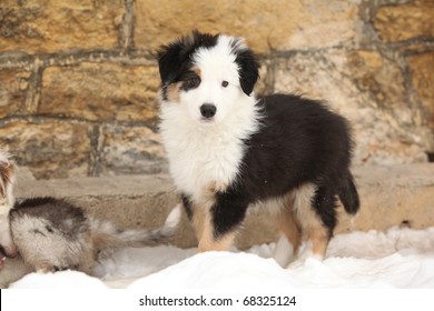 Short Haired Collie Puppy Images Stock Photos Vectors