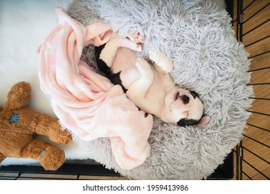 Adorable Boston Terrier Puppy, Lying On Her Back On A Snuggle Bed With A Pink Blanket And Teddy Bear Next To Her. She In Safe In A Crate Pen. Seen From Above Looking Down.