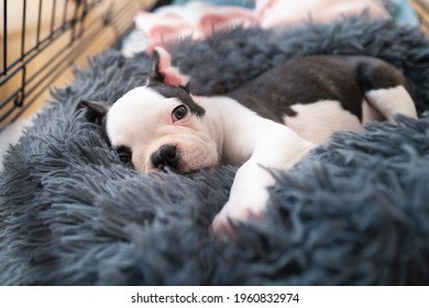 Adorable Boston Terrier Puppy, Lying In A Snuggle Bed Safe Inside Her Crate, Looking At The Camera.