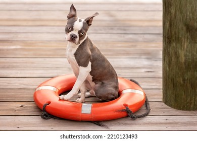 Adorable Boston Terrier Puppy Sits In Red Life Preserver On Marina Dock