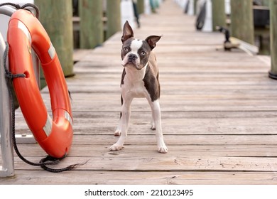 Adorable Boston Terrier Puppy Stands On Marina Dock Near Red Life Preserver