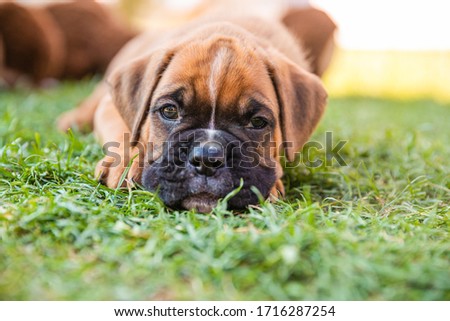 Adorable boxer puppy lying in the grass