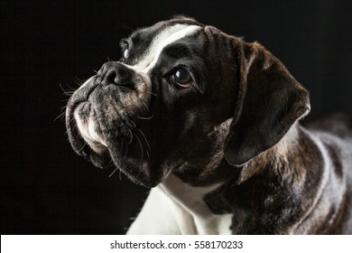 Adorable Boxer Puppy, Serious Face, Looking Up, Elegant Sophisticated Dog, Isolated On Black Background, Studio Portrait, Profile Perspective, Vertical View 