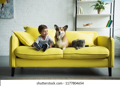 bezaubernder Junge mit weißem Korgi-Hund und schottischer Falzkatze auf gelbem Sofa zu Hause