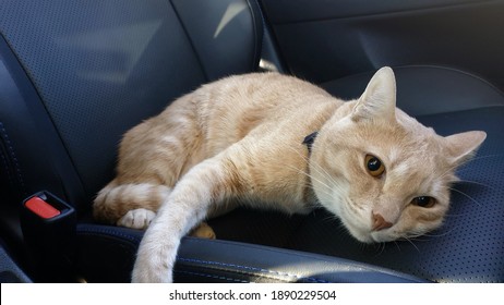 cat in car without carrier