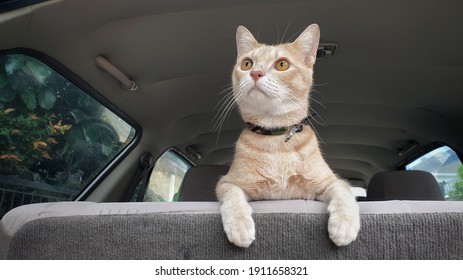 An Adorable Bright Orange Cat Standing Alone On Passenger Seat Without Carrier Inside The Car When Travel With Owner On Summer