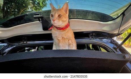 An Adorable Bright Orange Cat Standing Alone On Passenger Seat Without Carrier Inside The Car When Travel With Owner On Summer