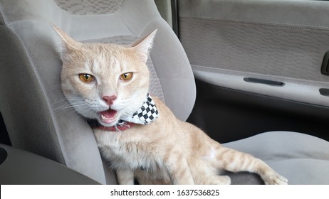 137 Cat without collar Images, Stock Photos & Vectors | Shutterstock