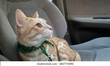 137 Cat without collar Images, Stock Photos & Vectors | Shutterstock