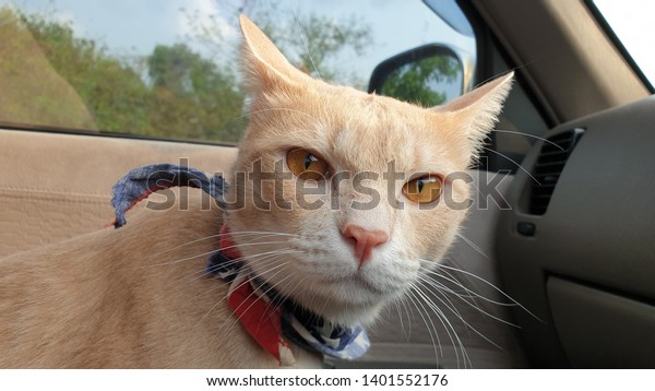an adorable bright orange\
cat who has orange eyes wearing fabric collar looking camera\
standing on seat inside a parked car when travel with owner on\
holiday.