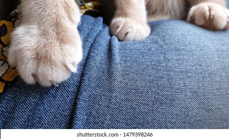 An Adorable Bright Orange Tabby Cat Knead Owner Lap With Front Paws.