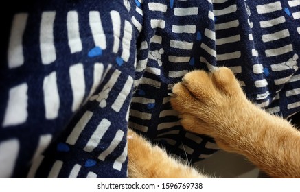 An Adorable Bright Orange Tabby Cat Knead Owner Lap With Front Paws.