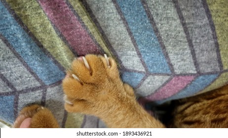 An Adorable Bright Orange Tabby Cat Knead Owner Body With Front Paws