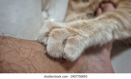 An Adorable Bright Orange Tabby Cat Knead Owner Body With Front Paws