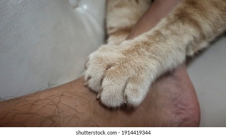 An Adorable Bright Orange Tabby Cat Knead Owner Body With Front Paws