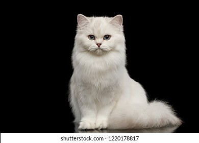 White Cat Images Stock Photos Vectors Shutterstock