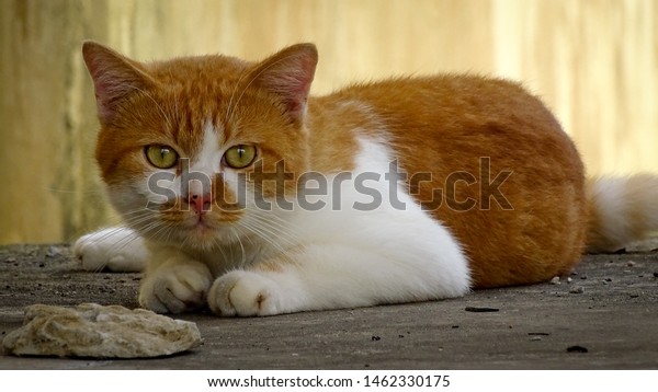 adorable british breed cat yellow colour stock photo edit