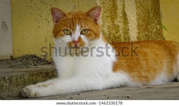 adorable british breed cat yellow colour stock photo edit