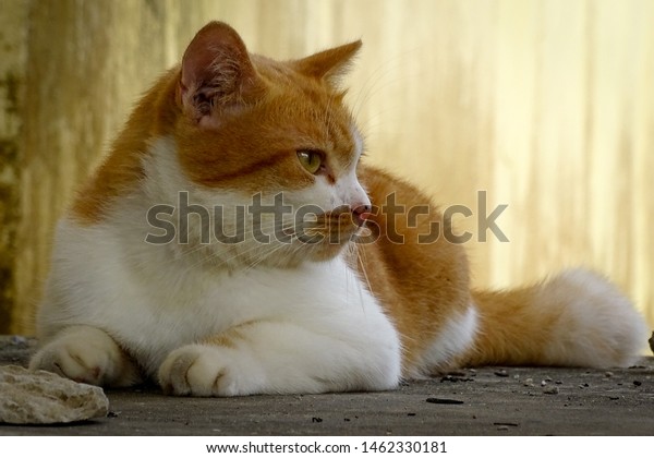 adorable british breed cat yellow colour stock photo edit