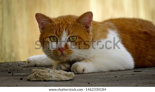 adorable british breed cat yellow colour stock photo edit