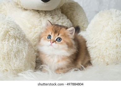 british shorthair teddy bear