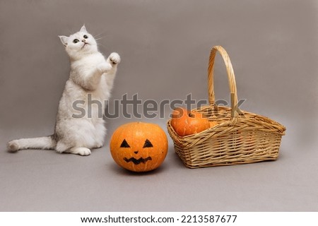 An adorable British white cat stands on its hind legs on a gray background near a basket of pumpkins for Halloween.