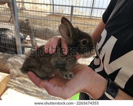 Adorable brown baby bunny being held in caring hands