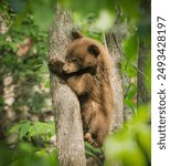 Adorable brown bear cub hugs a tree in spring