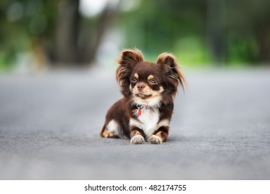 Adorable Brown Chihuahua Dog Lying Down Outdoors