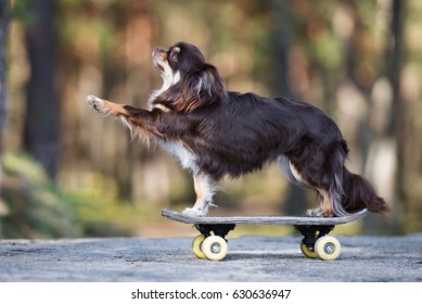adorable brown chihuahua dog on a skateboard with paw in the air