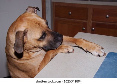 An Adorable Brown Dog Reaching A Paw Across A Kitchen Counter Trying To Sneak Some Food.