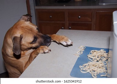 An Adorable Brown Dog Reaching A Paw Across A Kitchen Counter Trying To Sneak Some Food.