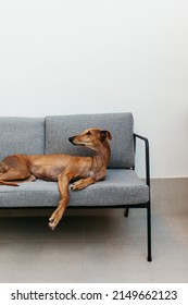 Adorable Brown Dog Relaxing On A Couch Indoors At Home. Cute Mixed Breed Dog Looking Away While Lying On The Sofa.