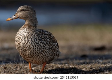 An adorable brown duck stands in a tranquil pool of water, surrounded by lush, green grass. - Powered by Shutterstock