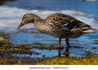 An adorable brown duck stands in a tranquil pool of water, surrounded by lush, green grass. - Powered by Shutterstock