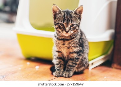 Adorable Brown European Kitten Looking At Camera While Sitting On The Wooden Parquet Floor In Front Of A Plastic Yellow And White Covered Litter Box Or Bed For Cats Kept Indoors