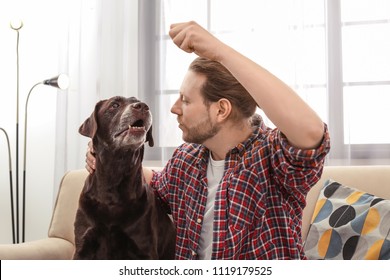 Chocolate Labrador Retriever Stock Photos Images Photography