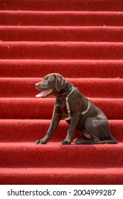 Adorable Brown Labrador Sitting Proudly At The Red Carpet