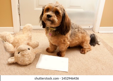 lhasa apso plush