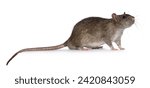 Adorable brown pet rat, standing side ways. Nose up sniffing side ways and up. Isolated on a white background.