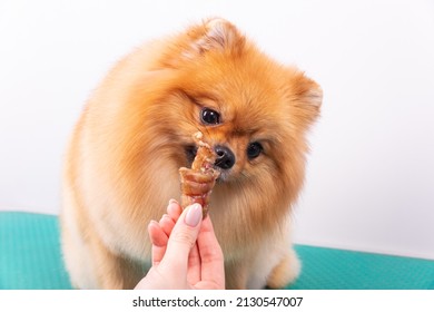 Adorable brown Pomeranian dog eating dried pet food for training and playing cute animal on white background, closeup at face and food in hand
