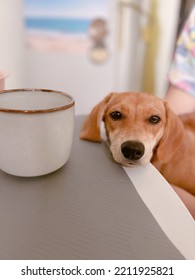Adorable brown puppy with sad emotion lying on a table with cup standing on it. Ginger cute dachshund doggy. High quality vertical photo