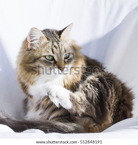 adorable brown tabby kitten siberian cat stock photo edit now