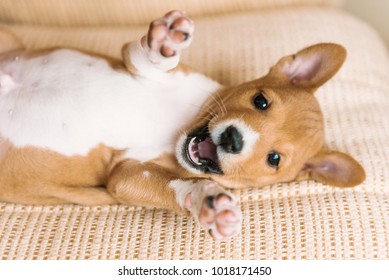 Adorable Brown And White Basenji Dog Smiling And Giving A High Five Isolated On White