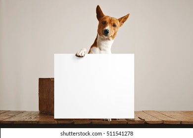 Adorable Brown And White Basenji Dog Holding A Large Blank White Sign In A Studio With White Walls And Beautiful Rustic Brown Wooden Floor