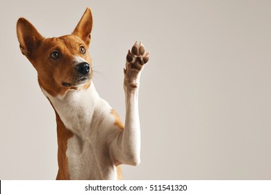 Adorable brown and white basenji dog smiling and giving a high five isolated on white