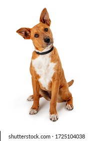 Adorable Brown And White Pet Dog Tilts Head While Listening Attentively While Sitting Against Isolated White Studio Background