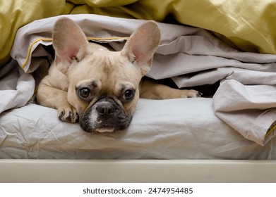 Adorable bulldog dog lying in bed under a blanket and looking skeptically at the camera. - Powered by Shutterstock